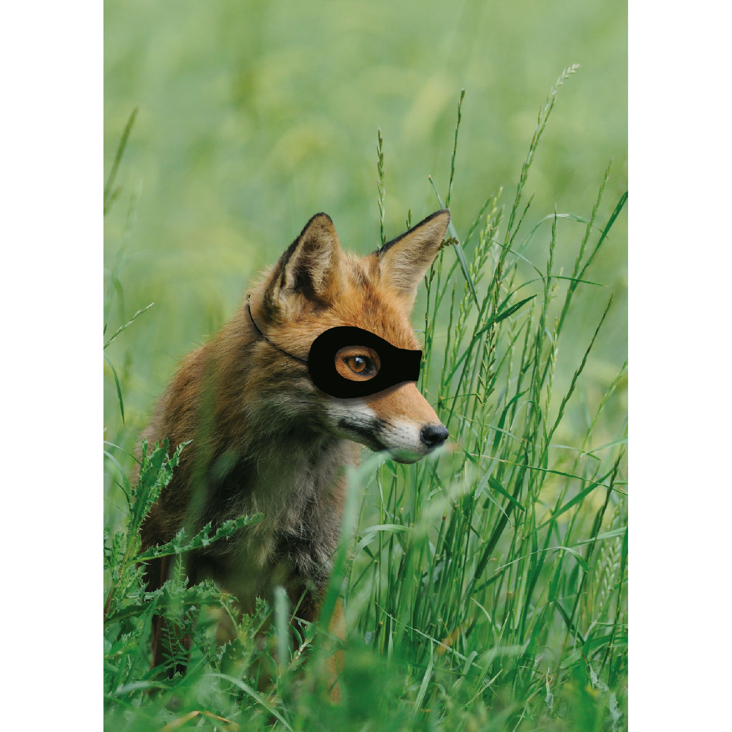 Fuchsdame, Postkarte Fuchsdame, Postkarte