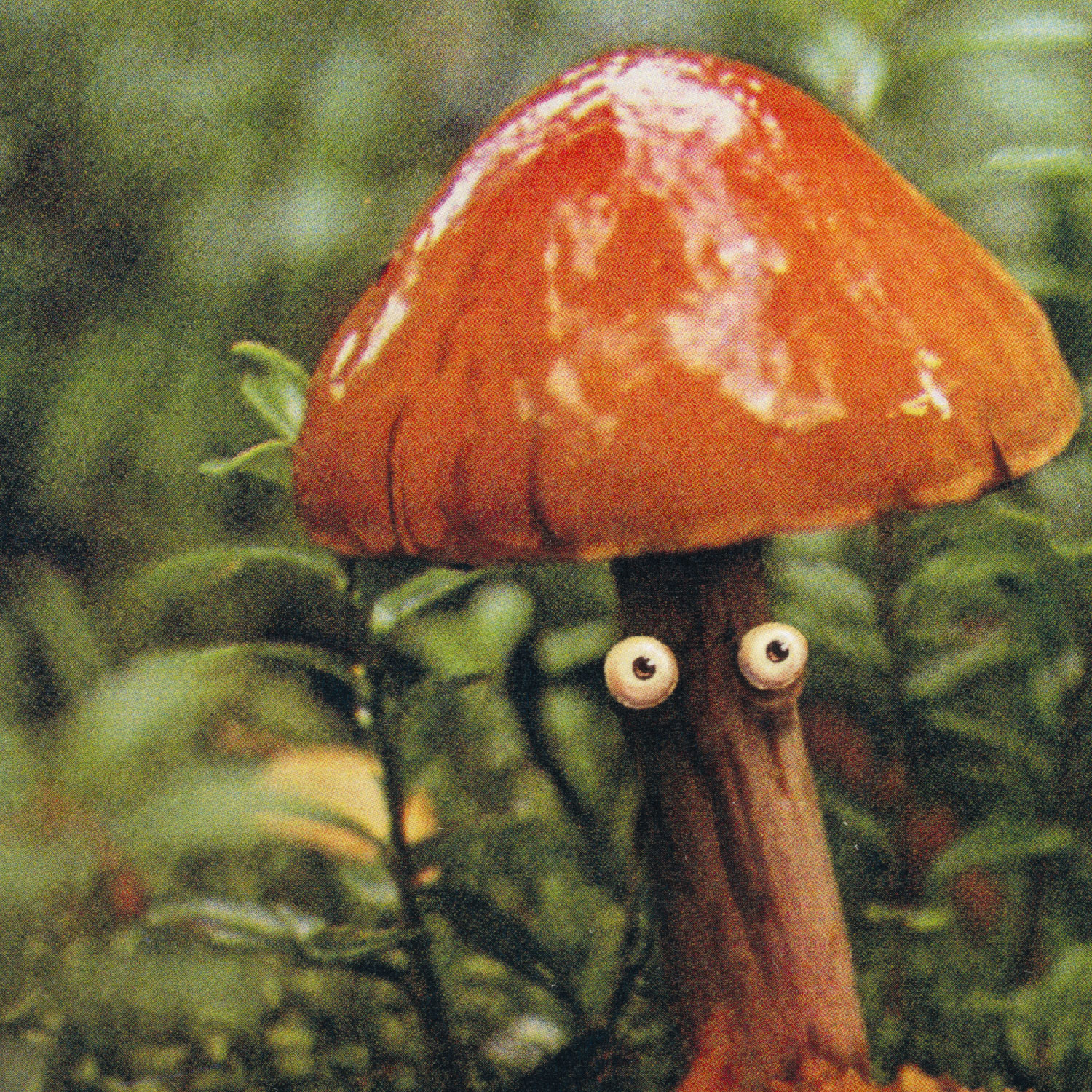 Fungo selvatico