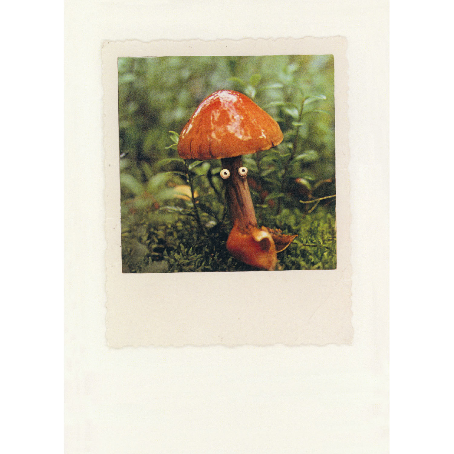 Wild mushroom