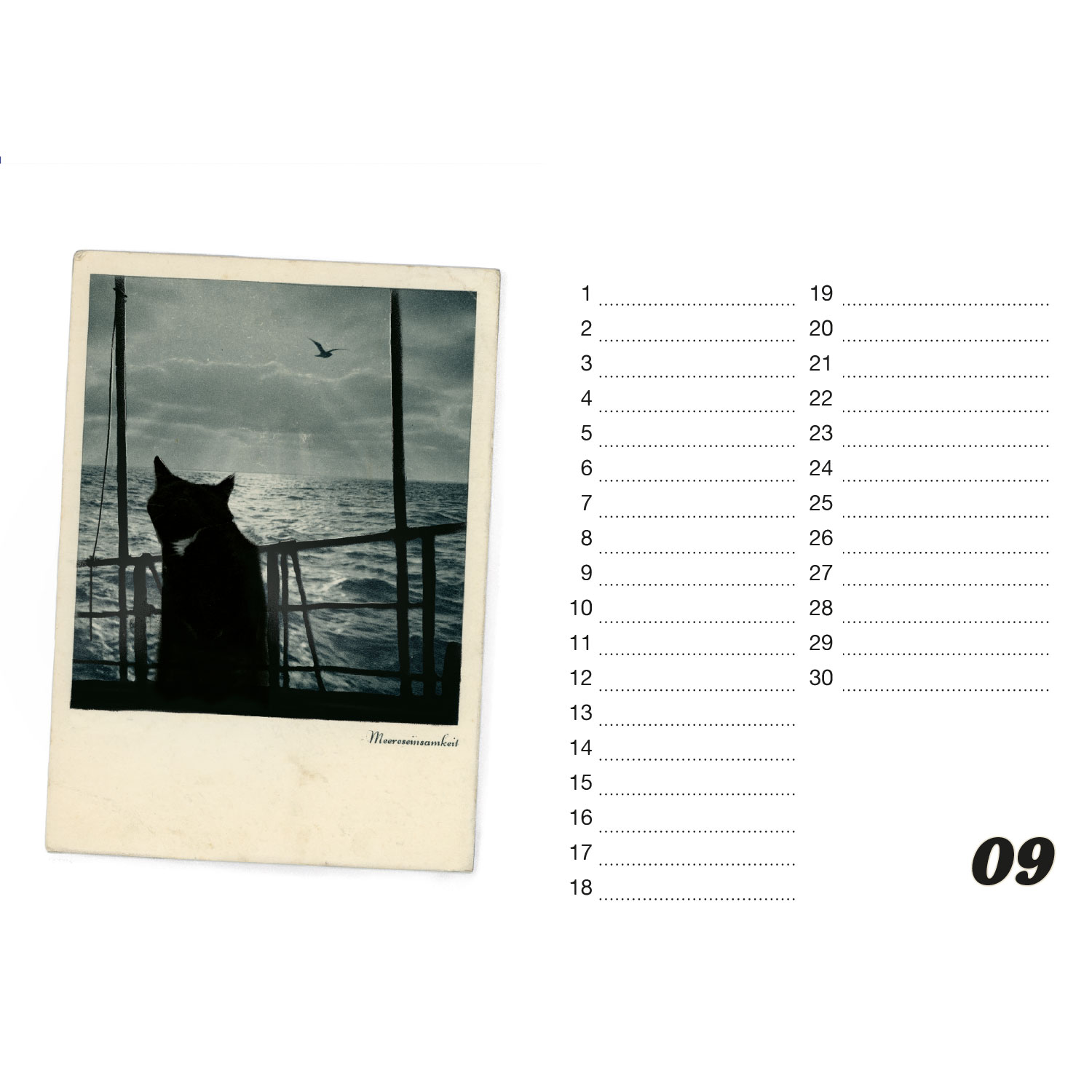 Streuner, Tischkalender A5 Querformat Streuner, Tischkalender A5 Querformat