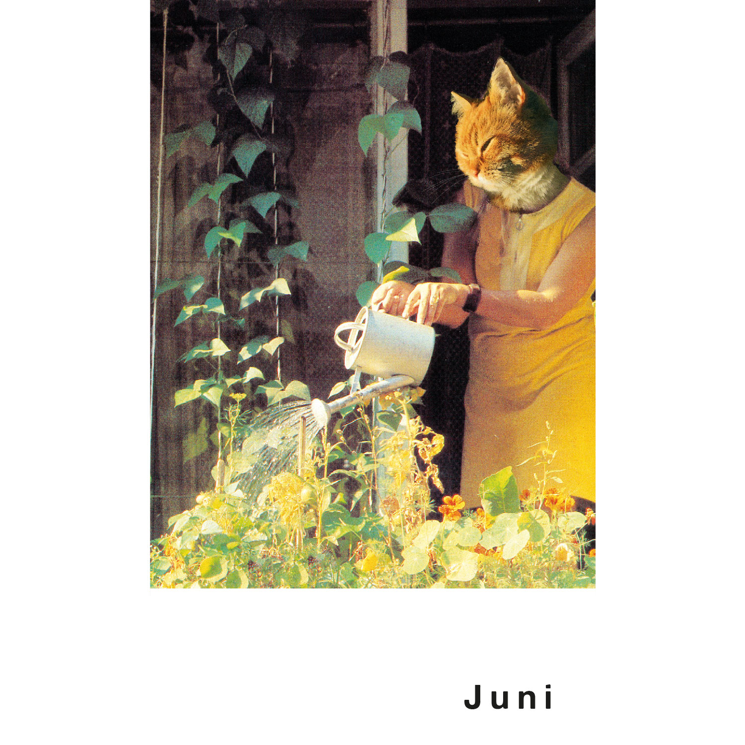 Streuner 4, Postkartenkalender Streuner 4, Postkartenkalender