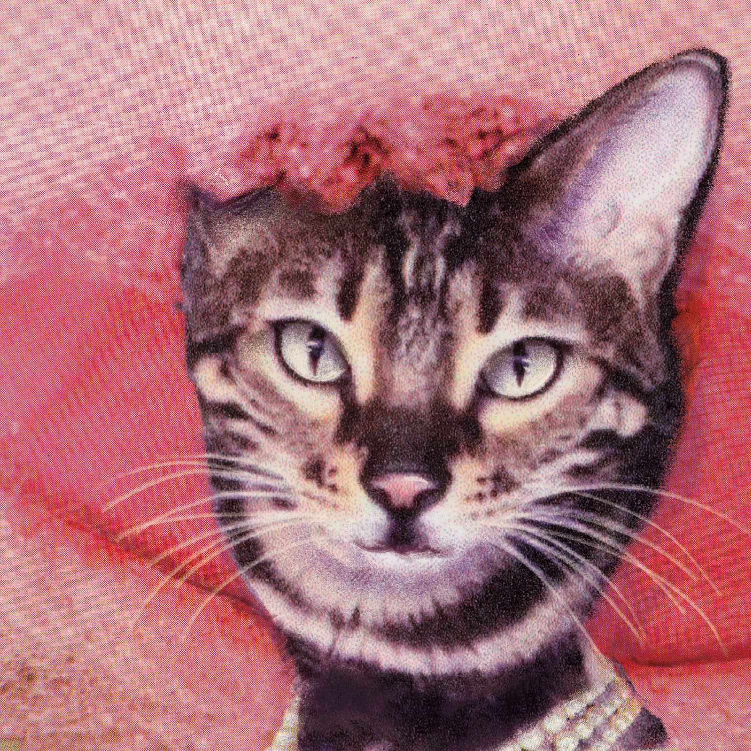 Miss Cat